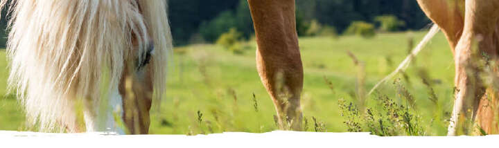 einstiegsbanner einsatzgebiete senioren derby 920px mobil